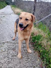 Rey, simil pastore tedesco, 2 anni