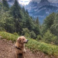 Femmina per accoppiamento simil golden