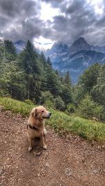 Femmina per accoppiamento simil golden