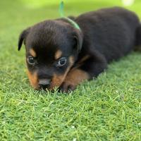 Cuccioli di Rottweiler