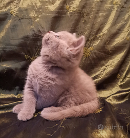 Principesse Lilac figlie di British Shorthair