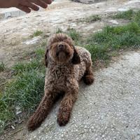 Lagotto romagnolo