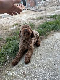 Lagotto romagnolo
