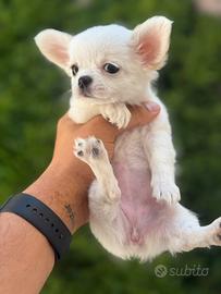 Chihuahua femmina