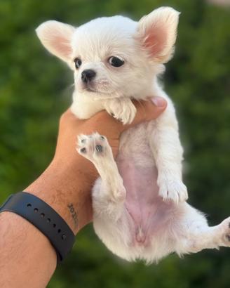 Chihuahua femmina