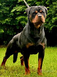 Cuccioli Rottweiler