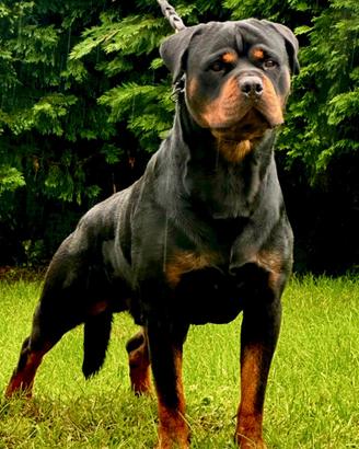 Cuccioli Rottweiler