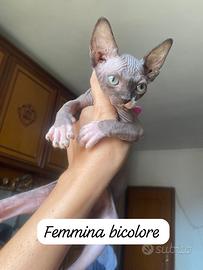 Gattini Sphynx