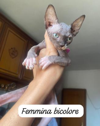 Gattini Sphynx