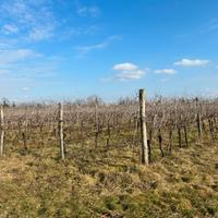 Vendita vigneto