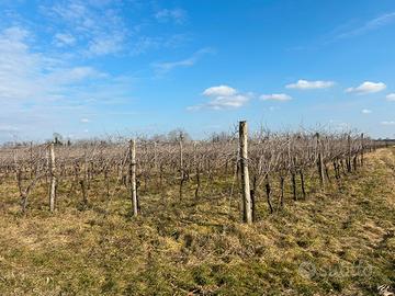 Vendita vigneto
