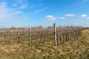 Vendita vigneto