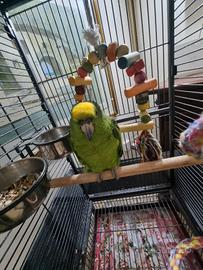 Amazzone fronte gialla