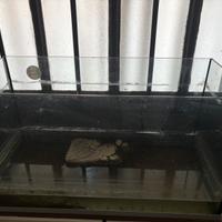 Acquario con isola per tartarughe