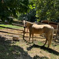 Quarter horse palomino