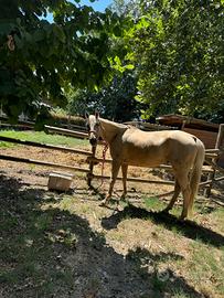 Quarter horse palomino