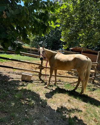 Quarter horse palomino