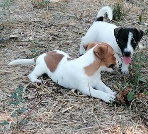 Cuccioli di jack Russell