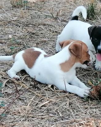 Cuccioli di jack Russell