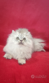 British longhair silver shaded 4 mesi, pedigree