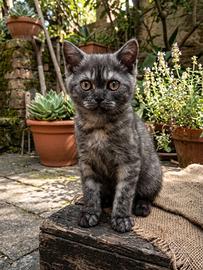 Gattino Scottish straight