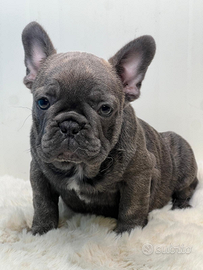 Bulldog francese maschio