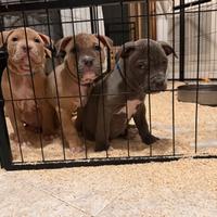 American pitbull terrier