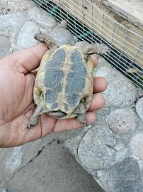 Tartaruga