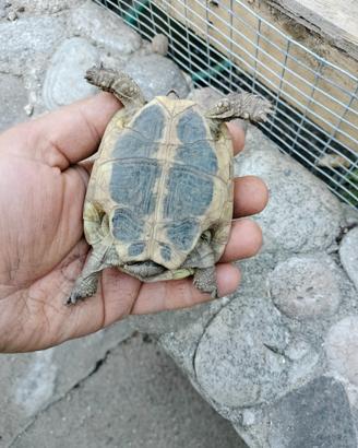 Tartaruga