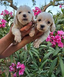 Cuccioli originali petit basset griffon vendeen