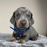 BASSOTTO NANO -BASSOTTI NANI TEDESCHI BLU cuccioli