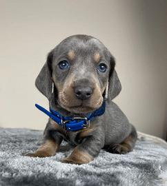 BASSOTTO NANO -BASSOTTI NANI TEDESCHI BLU cuccioli