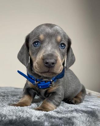 BASSOTTO NANO -BASSOTTI NANI TEDESCHI BLU cuccioli