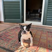 Stallone Boston Terrier a Ripi