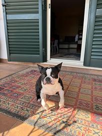 Stallone Boston Terrier a Ripi
