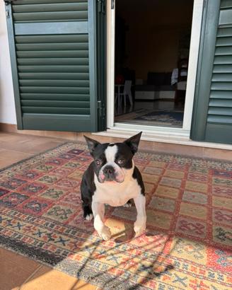 Stallone Boston Terrier a Ripi
