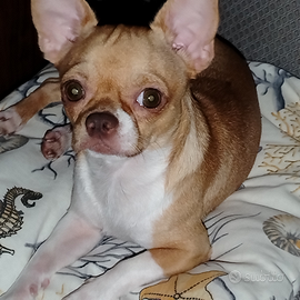 Chihuahua per monta