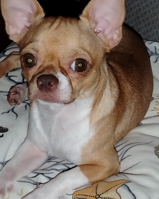 Chihuahua per monta