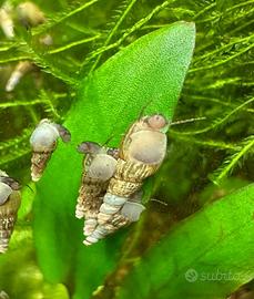 Lumache d'acqua dolce