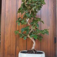 bonsai di GELSO -moro bianco, morus alba 42 cm 