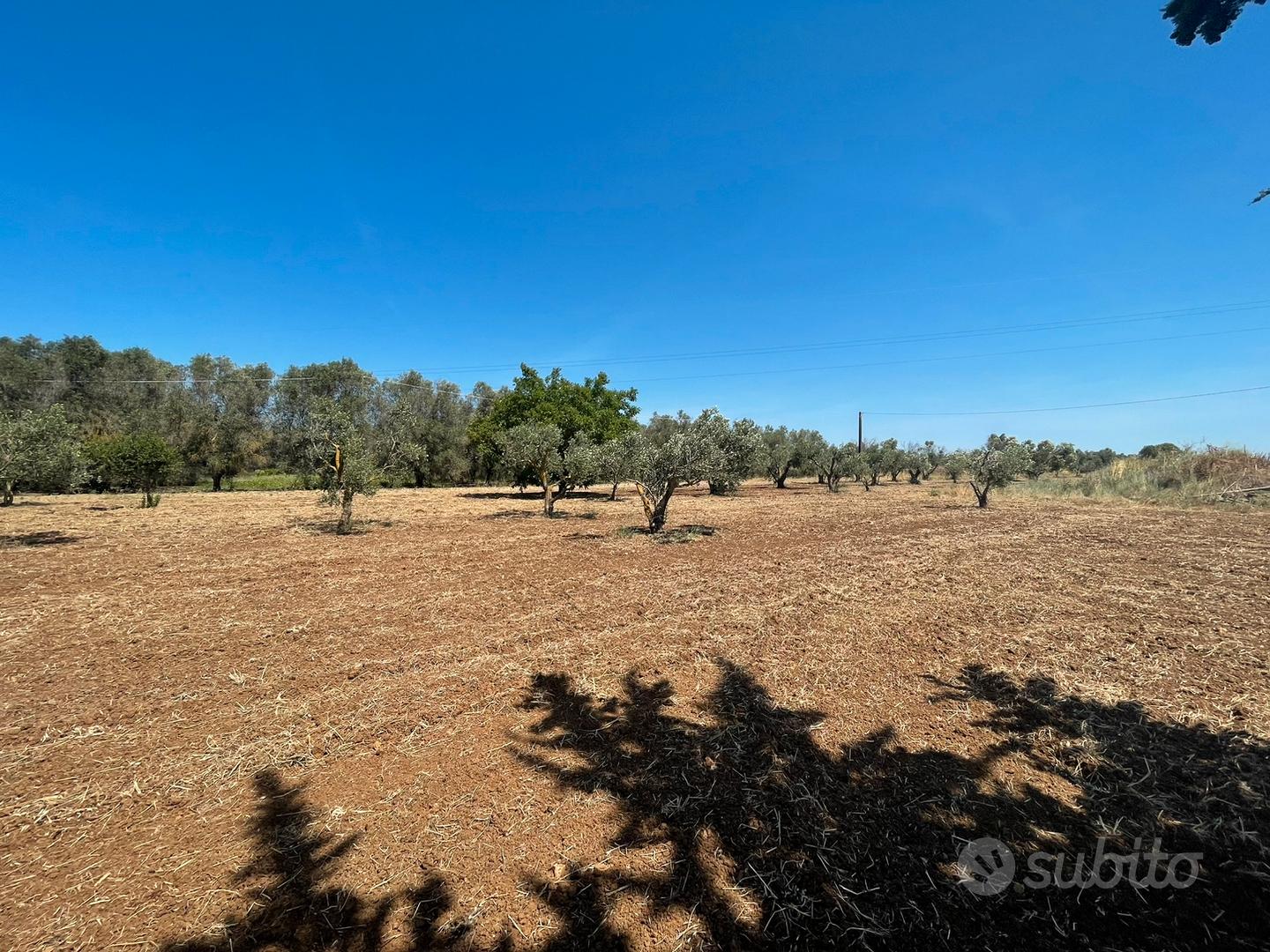 2 terreni agricoli uliveti - Vista 5
