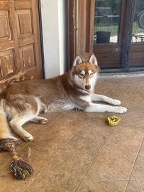 Husky per monta