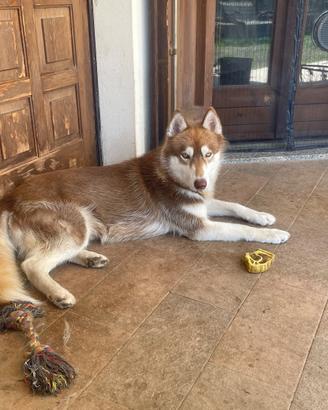 Husky per monta