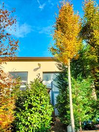 Carpino piramidale 28/30 cm circonferenza