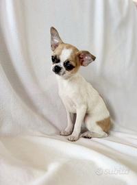 Maschietto chihuahua