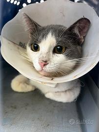 Gatto salvato dalla strada