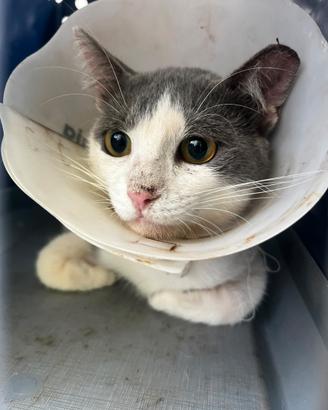 Gatto salvato dalla strada
