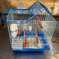 Gabbie Tunnel Porta Gabbia