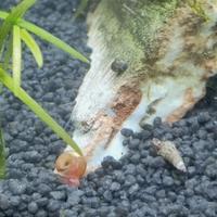 set misto 20 lumache per acquario