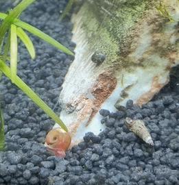 set misto 20 lumache per acquario